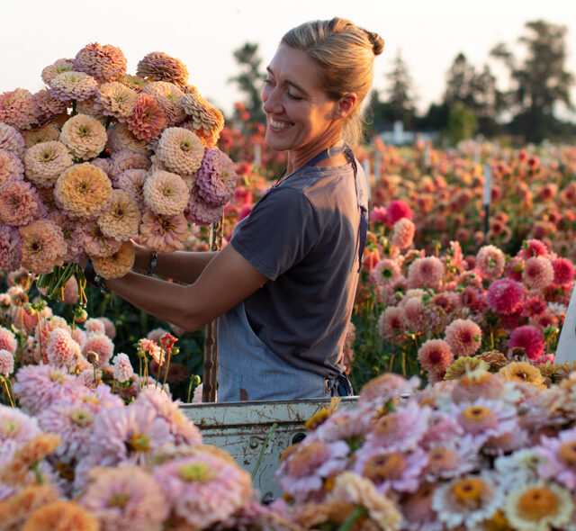 Erin Benzakein with an armload of Floret Original zinnia blooms