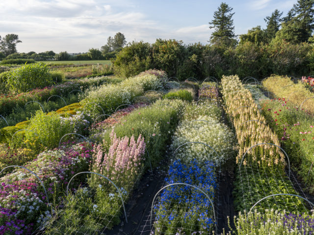 Rows of colorful flowers at Floret Flower Farm