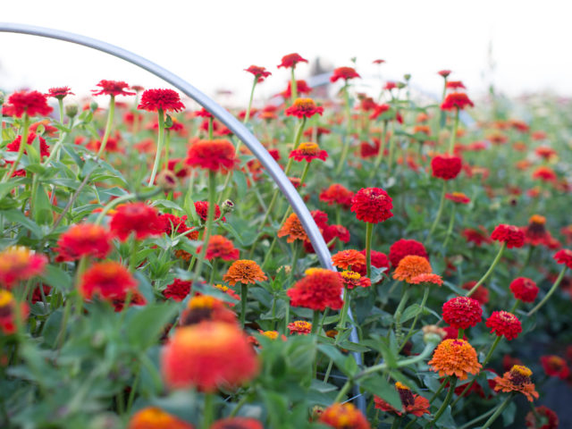 Red zinnias in field at Floret Flower Farm