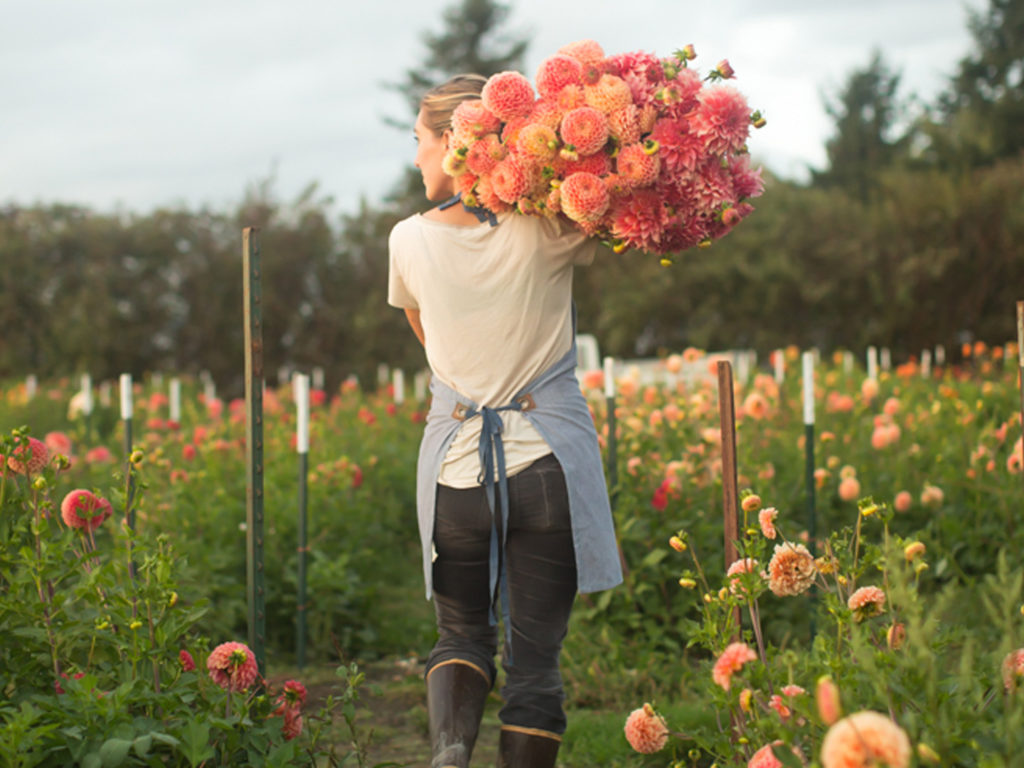 Erin Benzakein with an armload of dahlias in the Floret field