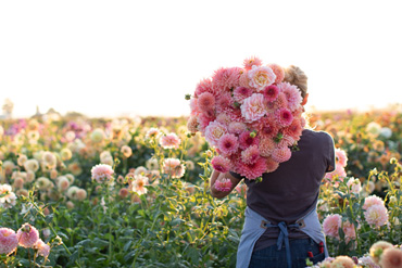 Erin Benzakein in the field with an armload of dahlias