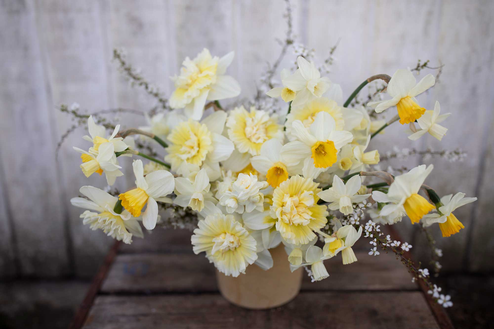 An arrangement of daffodils