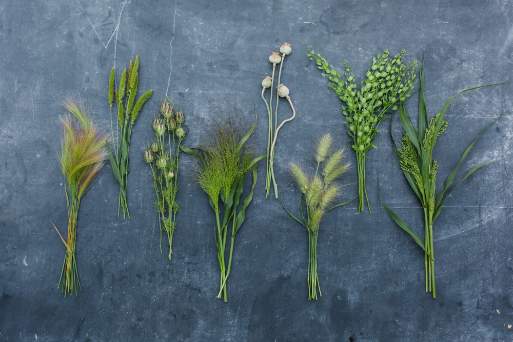 Grasses in bunches