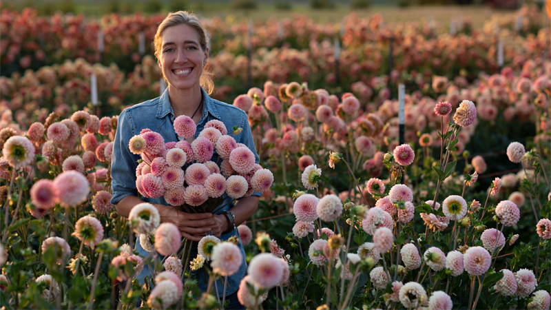 Erin Benzakein with a handful of dahlias in the dahlia breeding patch