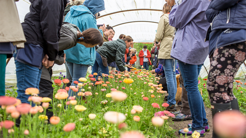 Students look on as Erin Benzakein demonstrates harvesting techniques during a Floret Workshop