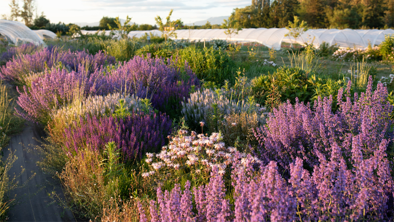 A pollinator strip at Floret filled with purple-toned blooms