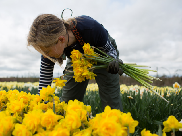Erin Benzakein harvesting narcissus in the field